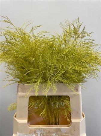 Decoratiegroen kleurbehandeld per bos H%