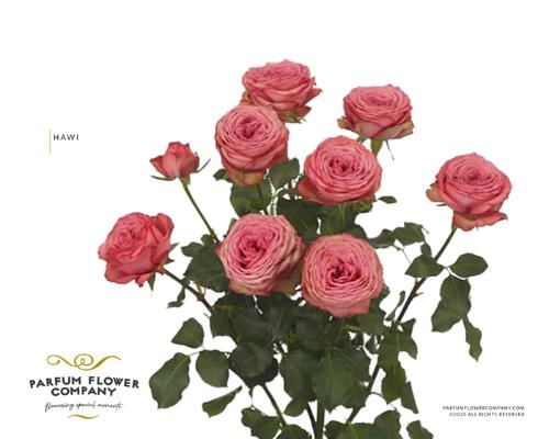 Rosa tros overig