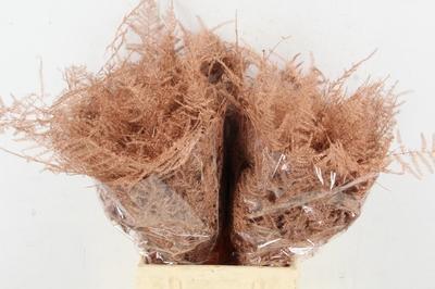 Asparagus overig kleurbehandeld H%