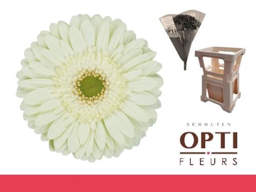 Gerbera grootbloemig Mint