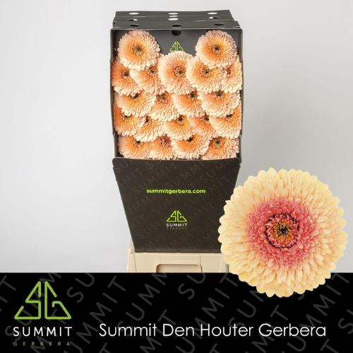 Gerbera mini bolvormig Bolero Tintin