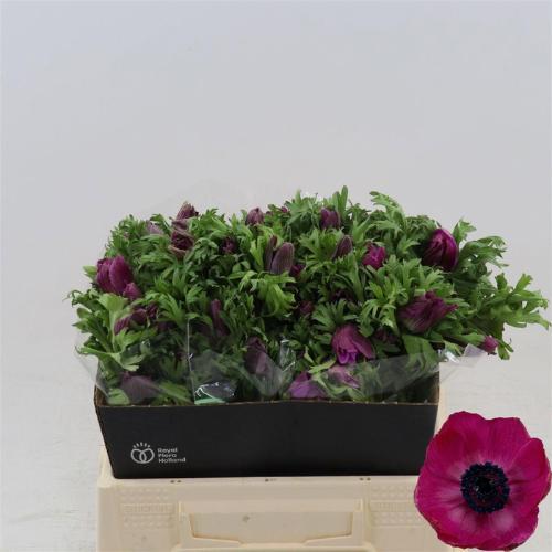 Anemone coronaria 'Galil Purper'