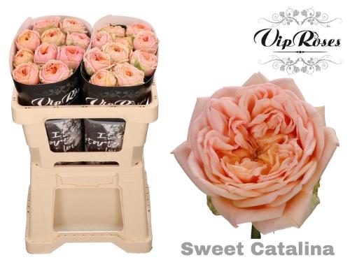 Rosa grootbloemig Sweet Catalina+