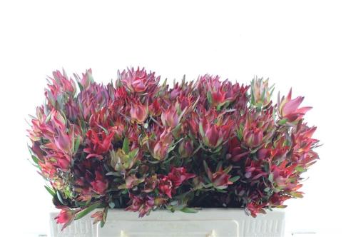 Leucadendron salignum 'Blush'
