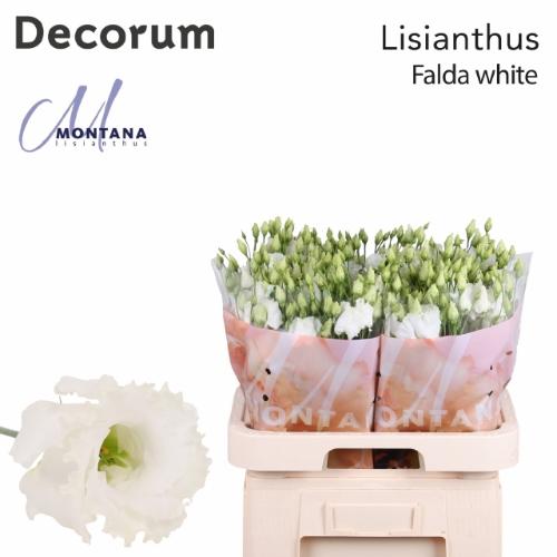 Eustoma russellianum enkelbloemig 'Falda White'