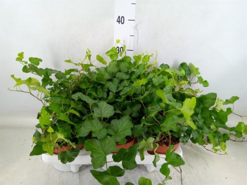 Hedera helix overig groen