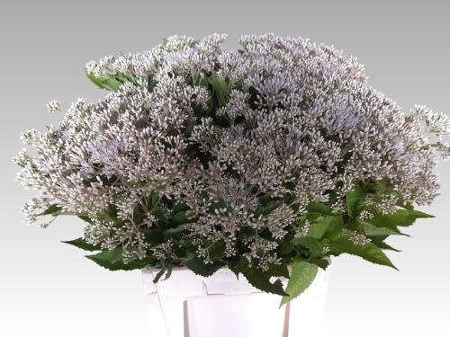 Eupatorium overig wit