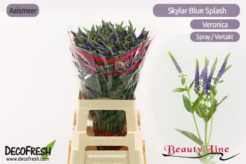 Veronica longifolia Skyler Blue
