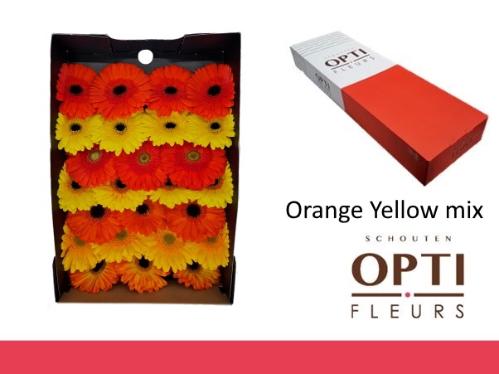 Gerbera grootbloemig overig