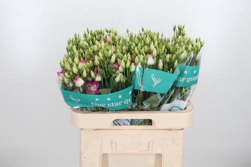 Eustoma russellianum gevuldbloemig 'Rosita Pink Picotee'