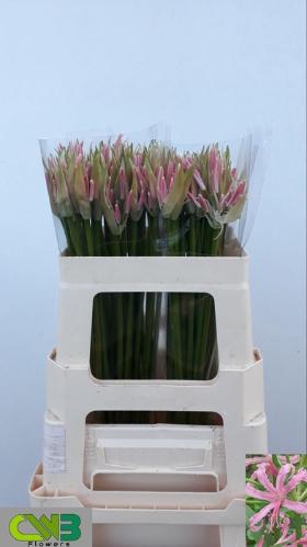 Nerine Bowdenii Grp 'Stefanie'