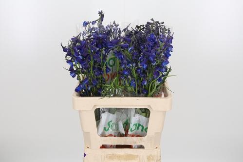 Delphinium Belladonna Grp enkelbloemig Donna