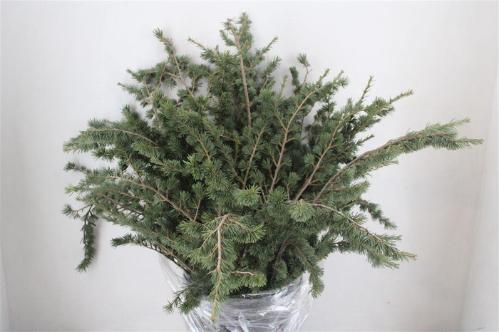 Pinus strobus per bos