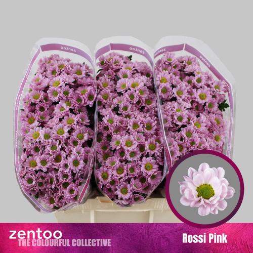 Chrysanthemum Indicum Grp tros santini 'Rossi Pink'