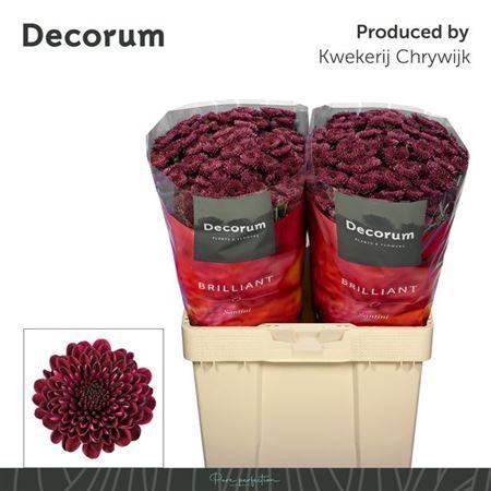 Chrysanthemum (Indicum Grp) tros santini Jinda Red