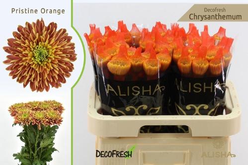 Chrysanthemum (Indicum Grp) geplozen Pristine Orange