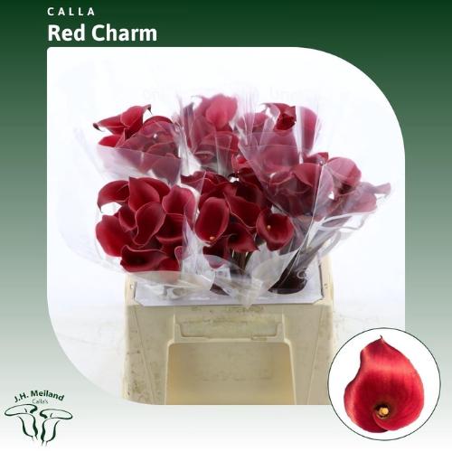 Zantedeschia 'Red Charm'