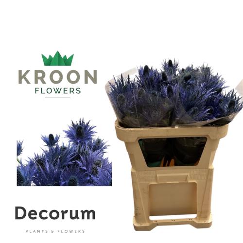 Eryngium x zabelii 'Donard Variety'