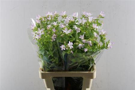 Campanula lactiflora