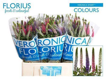 Veronica Smart Rainbow Gemengd