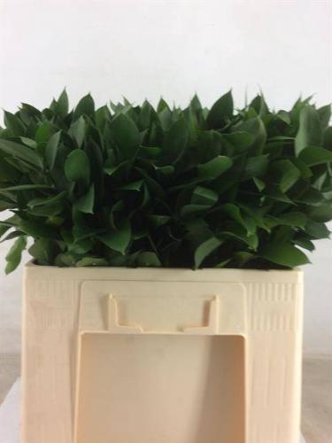 Ruscus hypophyllum (groot blad)