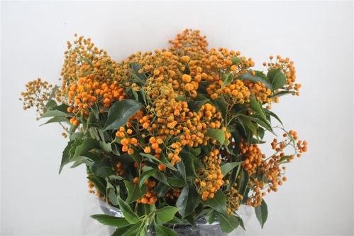 Pittosporum per bos