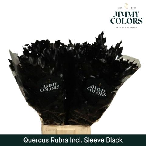 Quercus rubra kleurbehandeld H%
