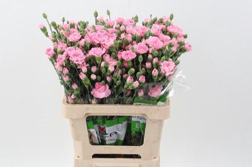 Dianthus tros overig