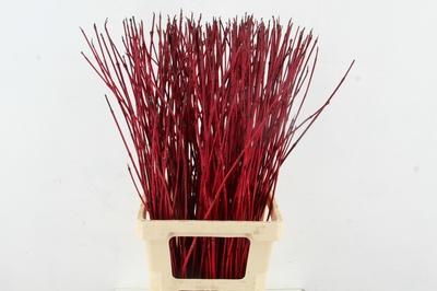 Cornus alba 'Sibirica'