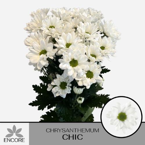 Chrysanthemum Indicum Grp tros Chic