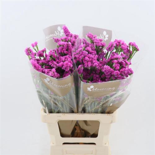 Limonium sinuatum Heart Wings