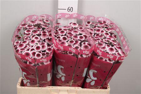 Chrysanthemum Indicum Grp tros santini Sweetheart