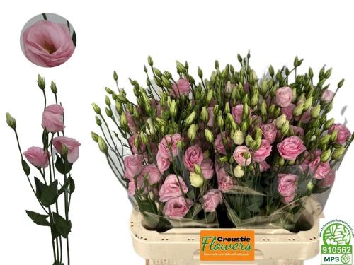 Eustoma russellianum gevuldbloemig russellianum 'Rosita Light Pink'