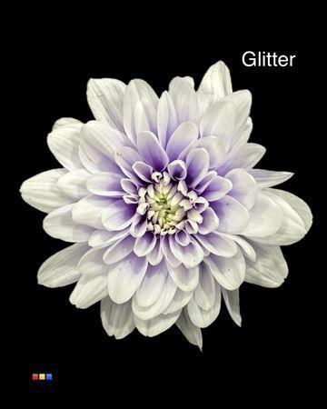 Chrysanthemum Indicum Grp tros kas kleurbehandeld H%