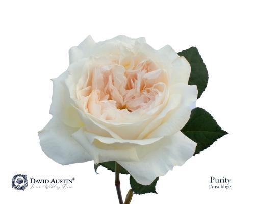 Rosa grootbloemig David Austin Purity