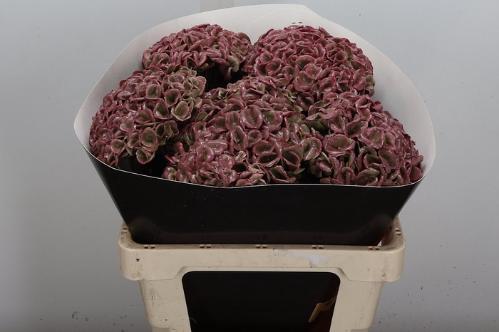 Hydrangea overig kleurbehandeld H%