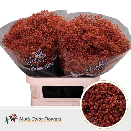 Gypsophila overig kleurbehandeld H%