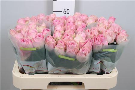 Rosa grootbloemig Heidi!