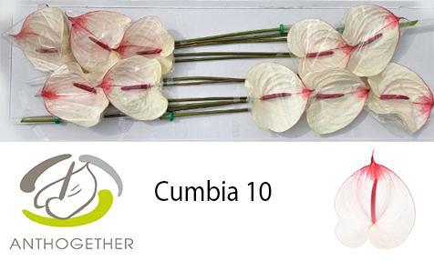 Anthurium (Andreanum Grp) Cumbia