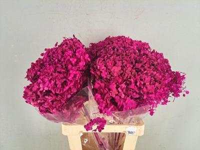 Hydrangea macrophylla 'Verena' (classic)