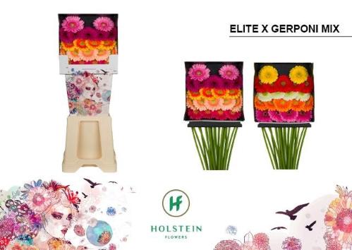 Gerbera mini Elite x Pomponi Mix Gemengd