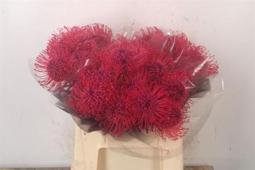 Leucospermum 'Naomi' kleurbehandeld H%