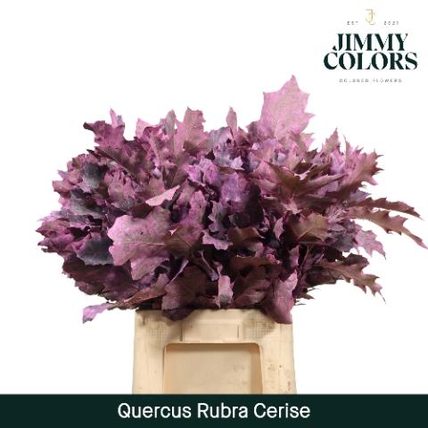 Quercus rubra kleurbehandeld H%