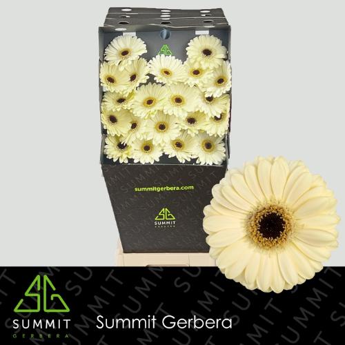 Gerbera mini Casillas+