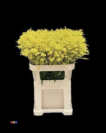 Solidago kleurbehandeld H%