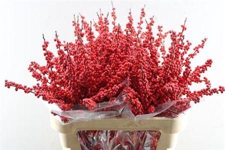 Ilex verticillata