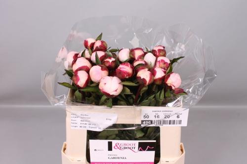 Paeonia Lactiflora Grp 'Gardenia'