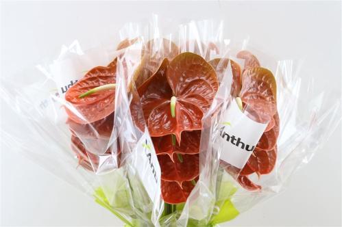 Anthurium Andreanum Grp Terrasol