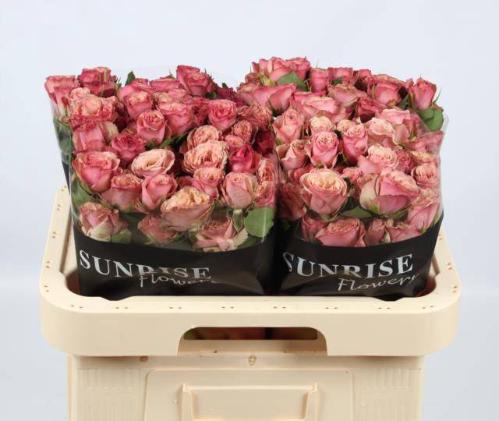 Rosa tros Destini
