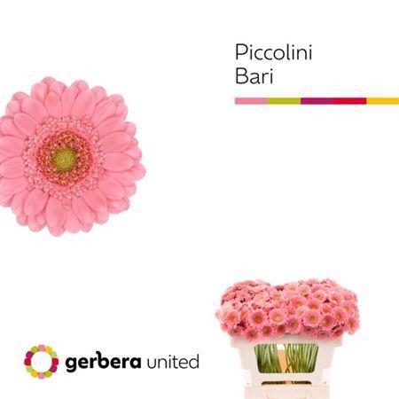 Gerbera nano Bari